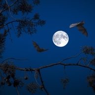 Event image Fantastiske flaggermus