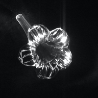 Event image Glasblume + supp: Coral Head || Hulen