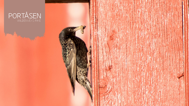 Event image Familiesøndag: Bygg et fuglehus