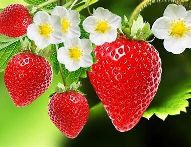 Event image NBCC Summer Reception in Oslo 11 June 2026