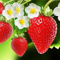 Event image NBCC Summer Reception in Oslo 11 June 2026