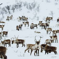 Event image Urfolk og utbygging - gammel konflikt i ny drakt