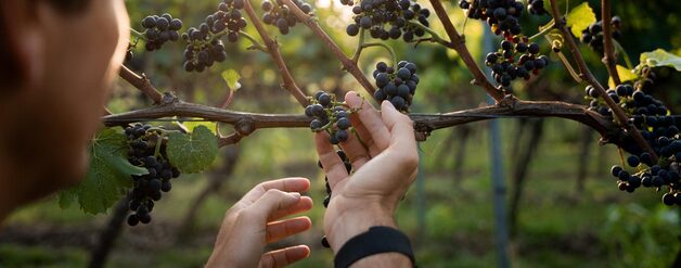 Event image Winemakers dinner