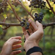 Event image Winemakers dinner