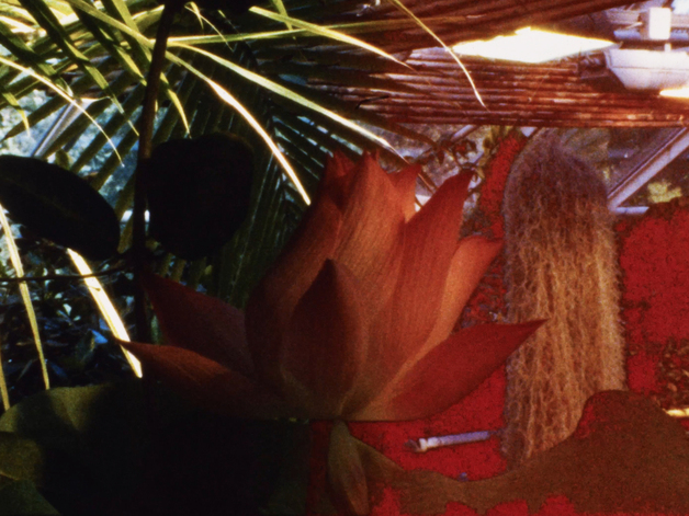 Event image A Gastronomic Journey to the Secret Life of Plants