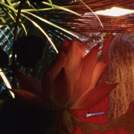 Event image A Gastronomic Journey to the Secret Life of Plants