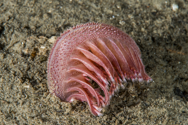 Event image Føredrag: Hardangerfjorden under press 