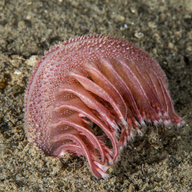 Event image Føredrag: Hardangerfjorden under press 