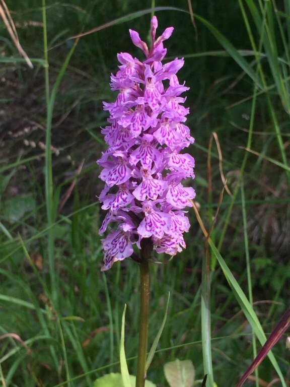 Event image Orkidévandring i Portåsen