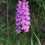Event image Orkidévandring i Portåsen