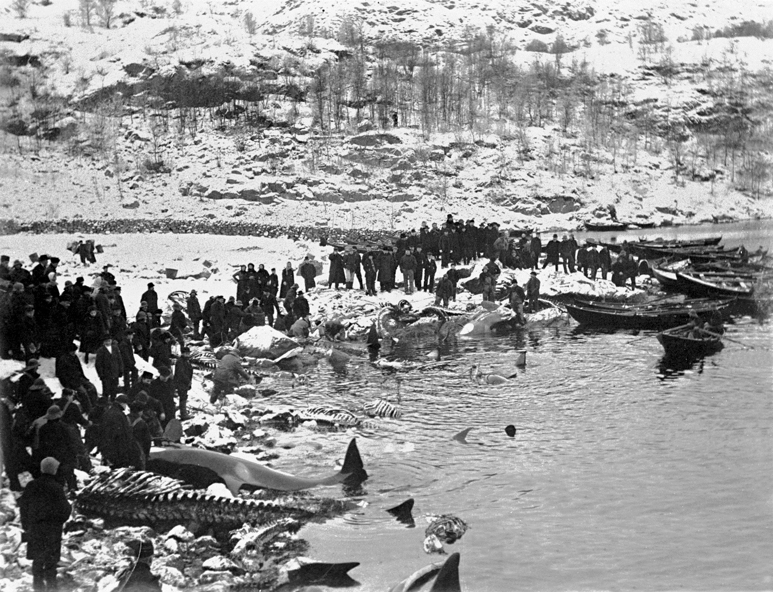 Event image HAVET og hvalene