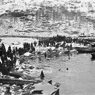 Event image HAVET og hvalene