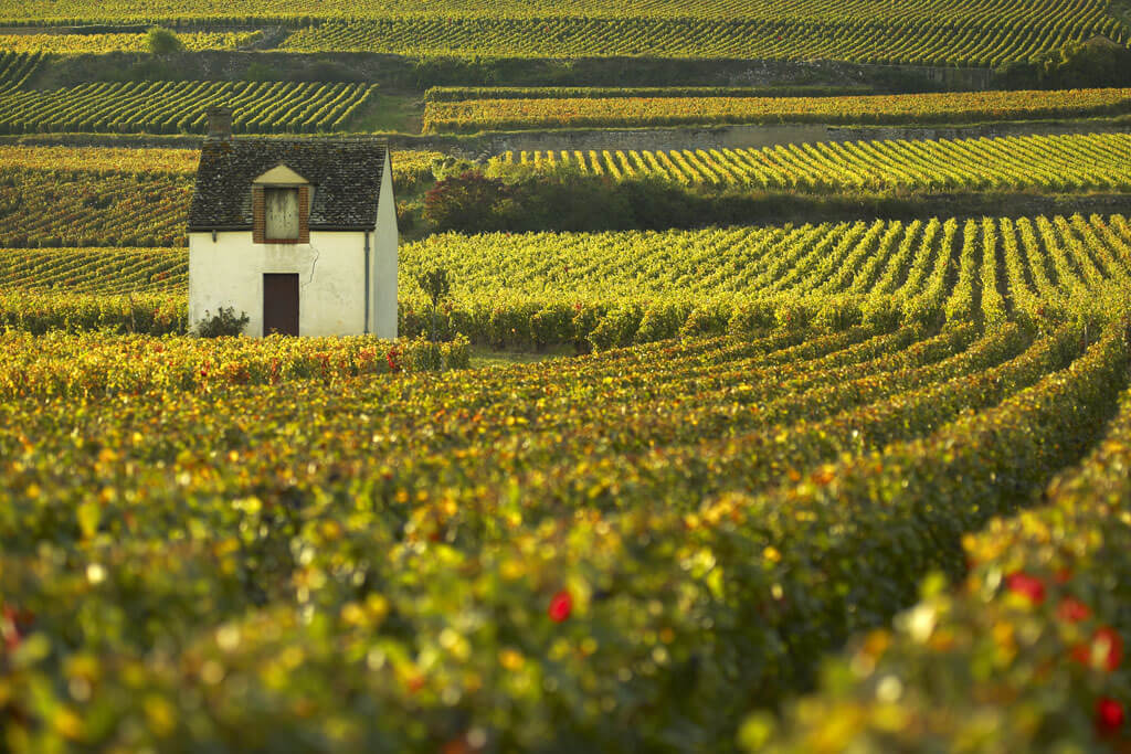 Event image Eksklusiv vinsmaking - Burgund
