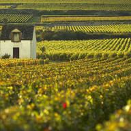 Event image Eksklusiv vinsmaking - Burgund