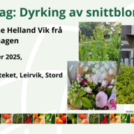Event image Føredrag: Dyrking av snittblomstrar