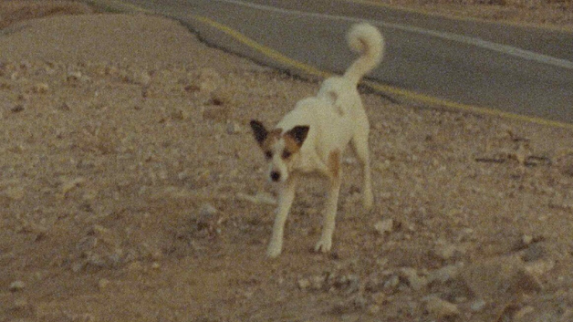 Event image BFK | 01.10.2025 | GRATISVISNING | A Donkey & [anan] (2024) + No Home Movie (2015)