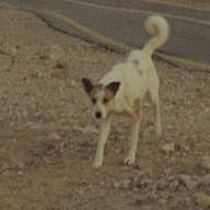 Event image BFK | 01.10.2025 | GRATISVISNING | A Donkey & [anan] (2024) + No Home Movie (2015)
