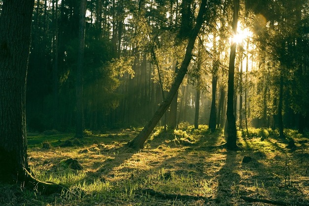Event image Langbordsamtale: Vil skogeierne gjennom Skogløftet 2030 ivareta naturmangfoldet i skogen?