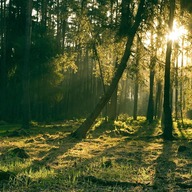 Event image Langbordsamtale: Vil skogeierne gjennom Skogløftet 2030 ivareta naturmangfoldet i skogen? 