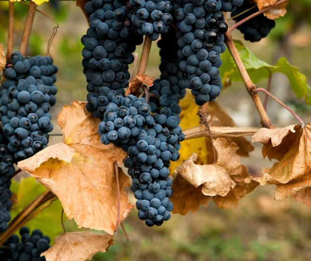 Event image Beaujolais Slippfest – Torsdag 20. november! 🎉🍇