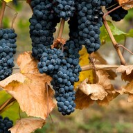 Event image Beaujolais Slippfest – Torsdag 20. november! 🎉🍇