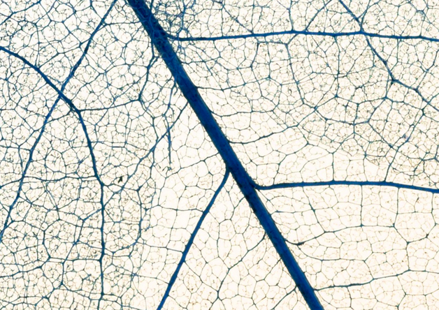 Event image Røsle og ro: adventkonsert med Volve Vokal