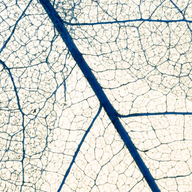 Event image Røsle og ro: adventkonsert med Volve Vokal