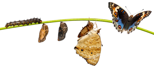 Event image Svik, sommerfugler og stoffskifte