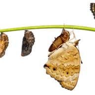 Event image Svik, sommerfugler og stoffskifte