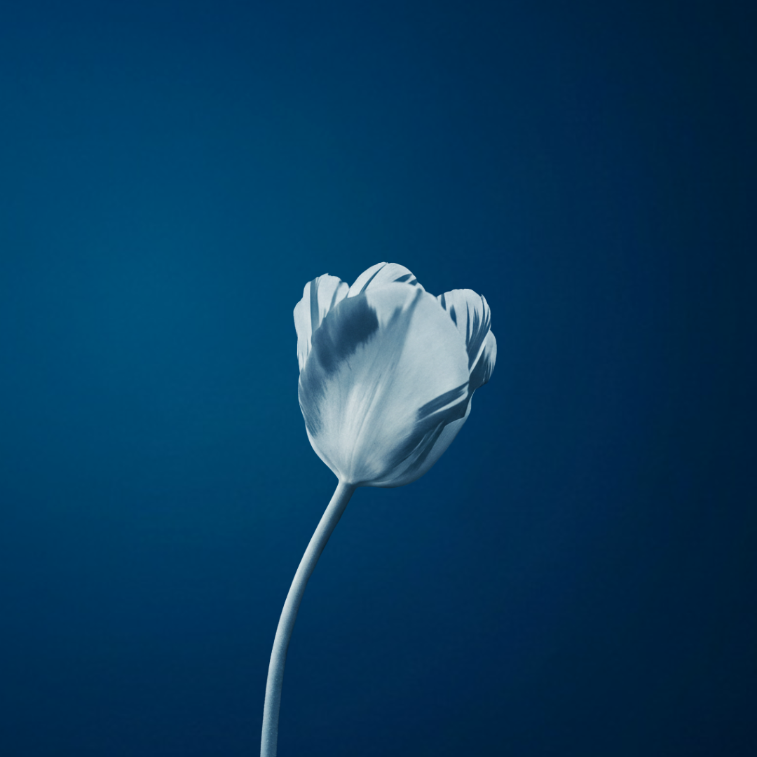 Event image Sorga er ein kvit blom – Avaldsnes kirke